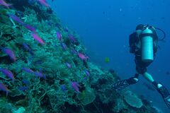 Mirolabrichthys tuka