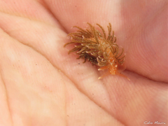 Spurilla braziliana