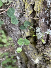Stellaria cuspidata
