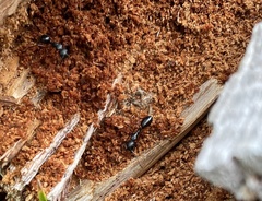 Camponotus innexus