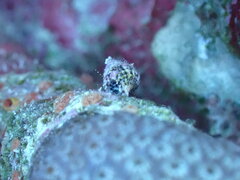 Phimochirus holthuisi