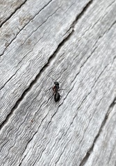 Camponotus innexus