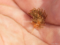 Spurilla braziliana