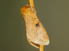 Alenophalera