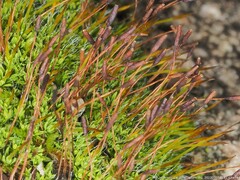 Tortula muralis muralis