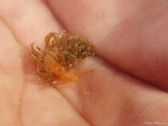 Spurilla braziliana