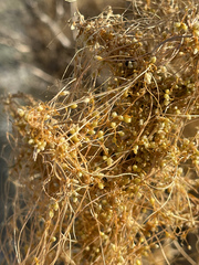 Cuscuta psorothamnensis
