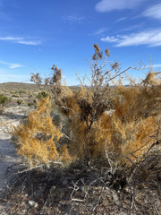 Cuscuta psorothamnensis