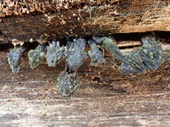 Trichoderma viride