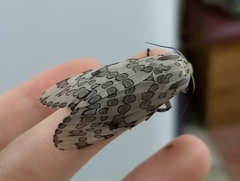 Hypercompe abdominalis