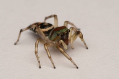 Cosmophasis micarioides