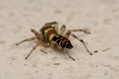 Cosmophasis micarioides