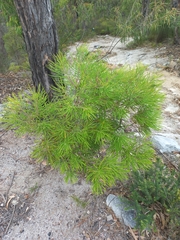 Banksia spinulosa