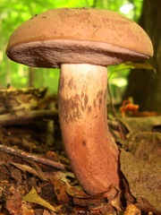Tylopilus rubrobrunneus