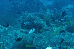 Epinephelus fuscoguttatus