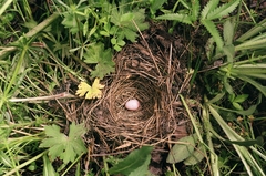 Locustella lanceolata