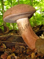 Tylopilus rubrobrunneus