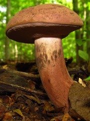 Tylopilus rubrobrunneus