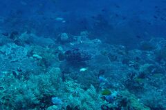 Epinephelus fuscoguttatus