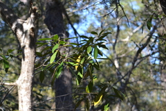 Cartrema americana