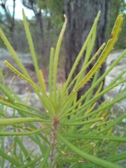 Banksia spinulosa