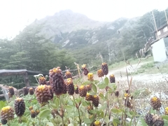 Trifolium spadiceum