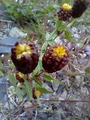 Trifolium spadiceum