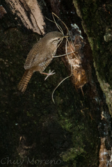 Troglodytes aedon brunneicollis