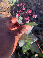 Asclepias cordifolia