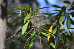 Cartrema americana