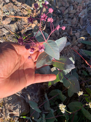 Asclepias cordifolia