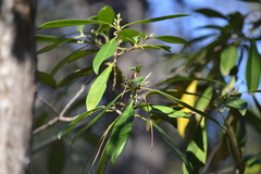 Cartrema americana