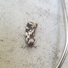 Barea confusella