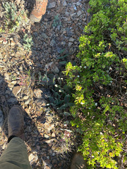 Asclepias cordifolia