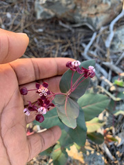 Asclepias cordifolia
