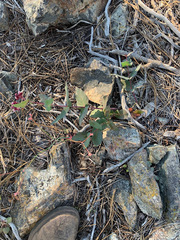 Asclepias cordifolia