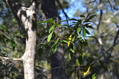 Cartrema americana