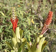Aechmea nudicaulis