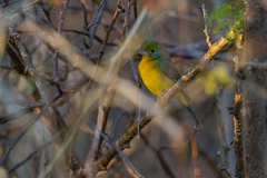 Passerina leclancherii