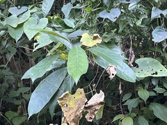 Turpinia formosana