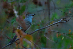 Myiarchus tyrannulus