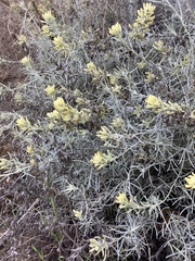 Castilleja hololeuca