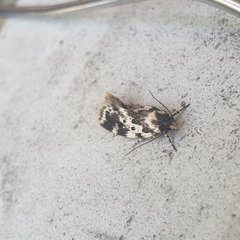 Barea confusella