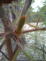 Banksia spinulosa