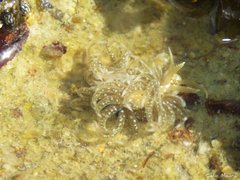 Spurilla braziliana