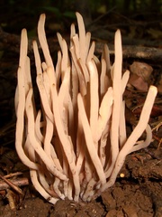 Clavaria rubicundula