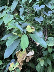 Turpinia formosana
