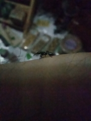 Cephalotes multispinosus