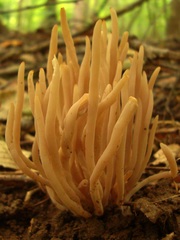 Clavaria rubicundula