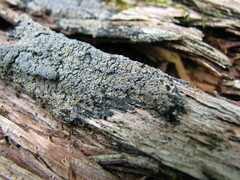 Fuscopannaria sorediata